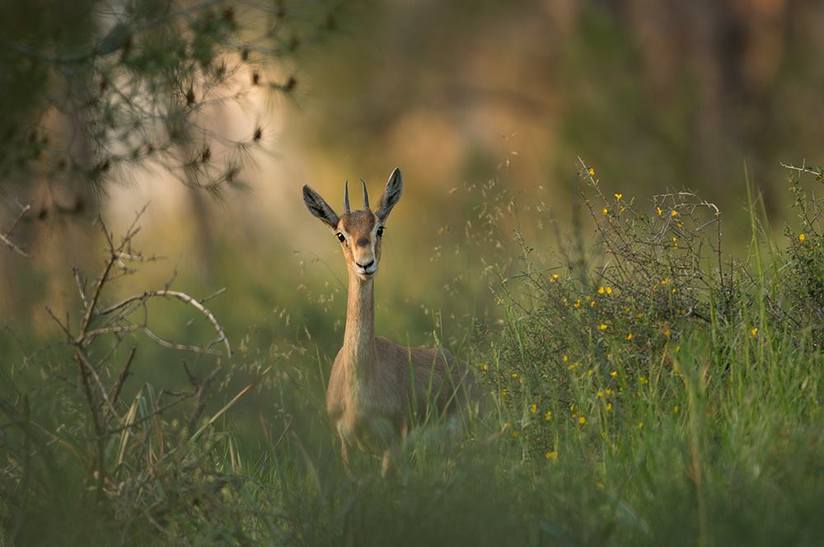 A curious gazelle.
